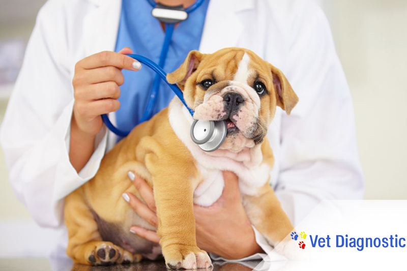 Vet Diagnostic