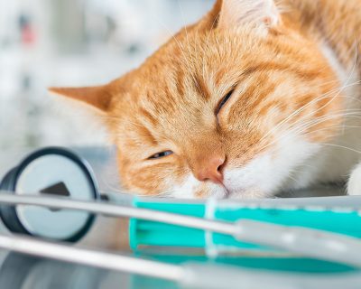 Vet Diagnostic, veterinary products distributor, significantly reduced working times and increased profitability with Senior Software’s solutions