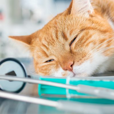 Distribuitorul de produse veterinare, Vet Diagnostic, a redus considerabil timpii de lucru si a crescut profitabilitatea cu solutiile Senior Software